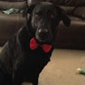 Meet your Posher, Brock